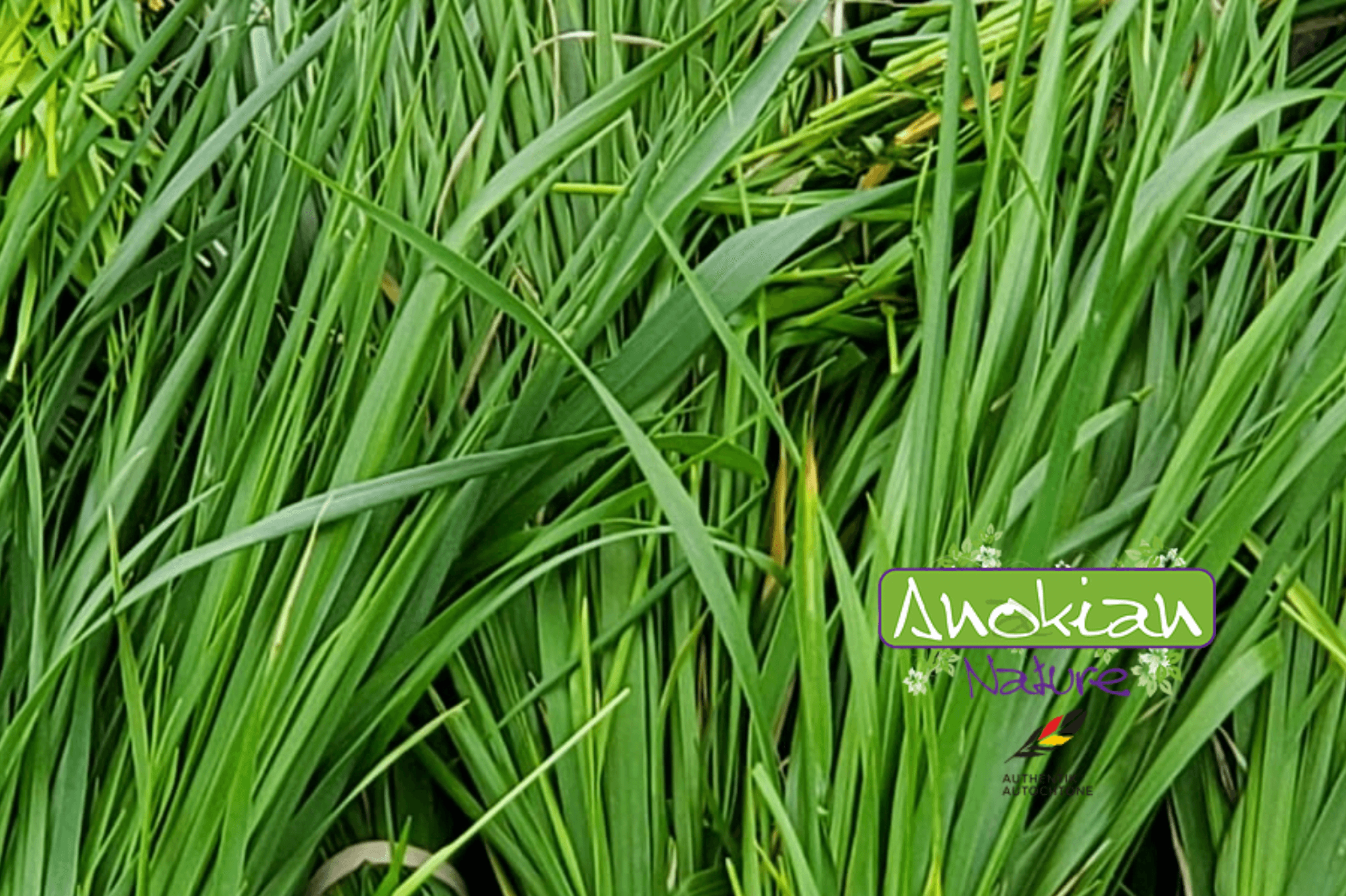 racine-foin-d-odeur-sacr-l-hierochloe-odorata-anokian-nature-inc
