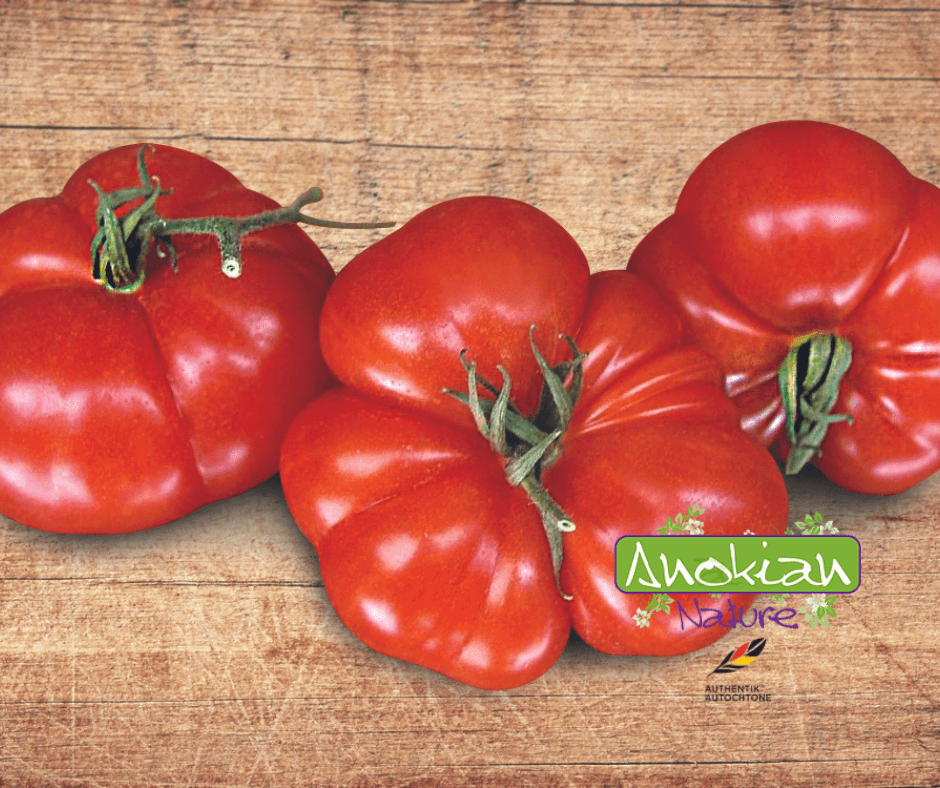 Semence | Tomate Pisanello da Bruschetta