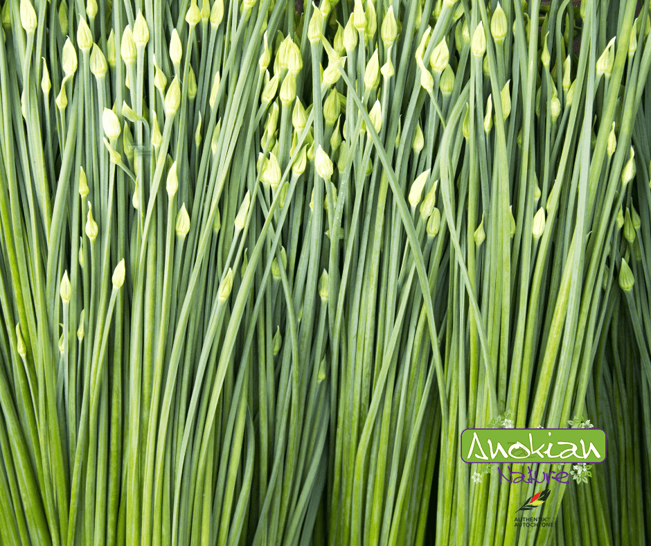 Seed | Oriental Chives