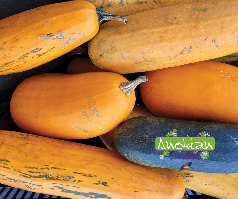 Semence | Citrouille Wabanaki Penobscot