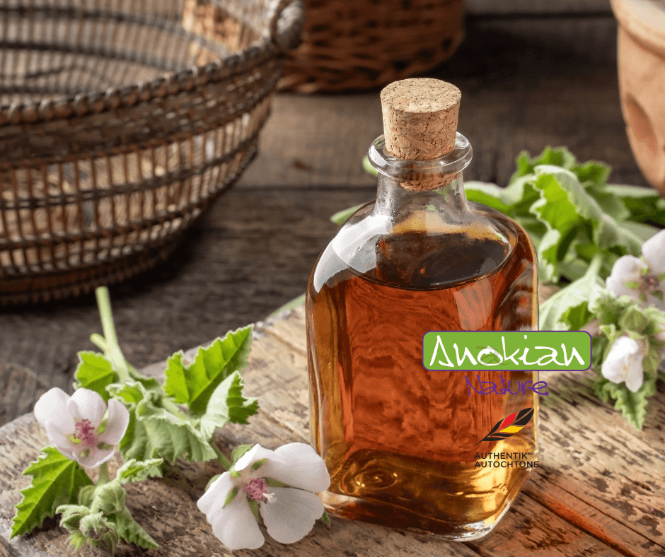 Semence | Guimauve Officinale