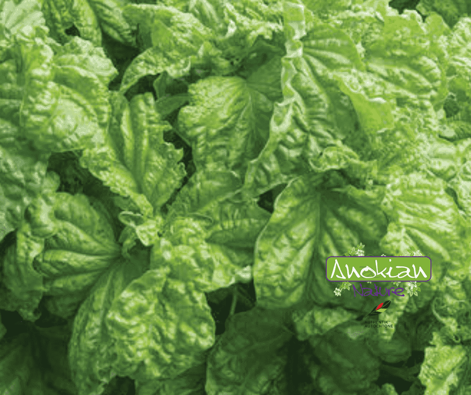 Seeds | Tuscan Lettuce Leaf Basil