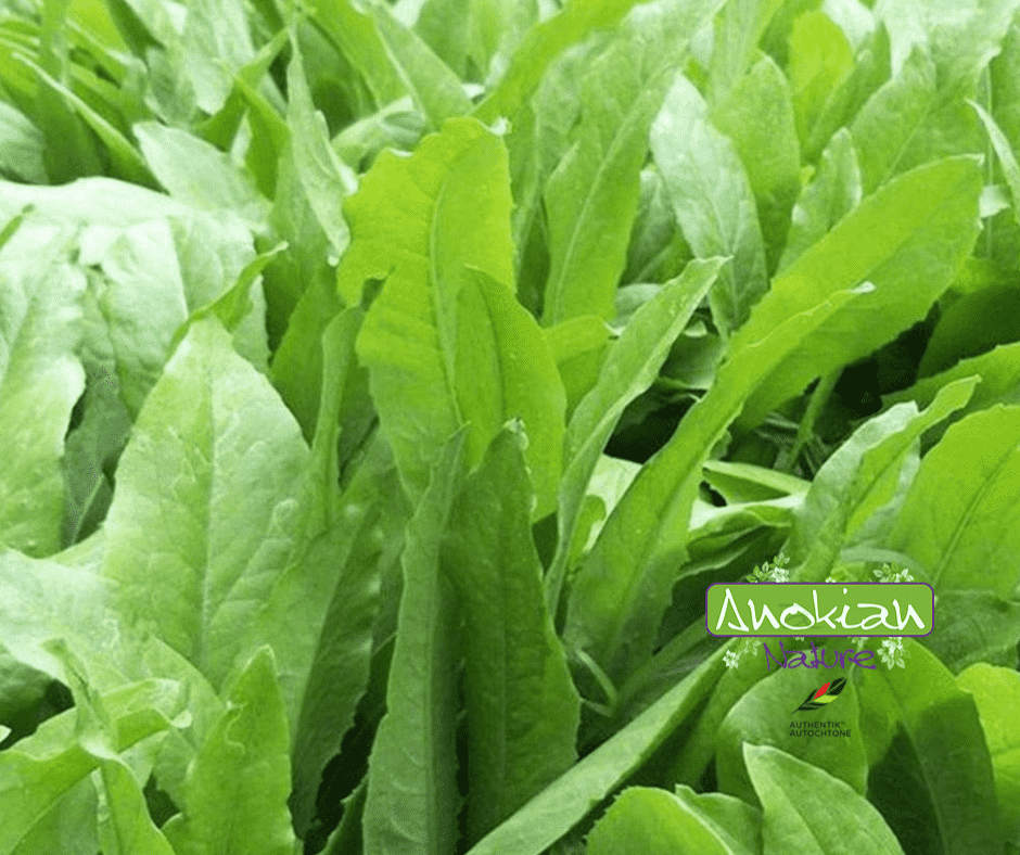 Seed | Choi Sword Leaf Lettuce