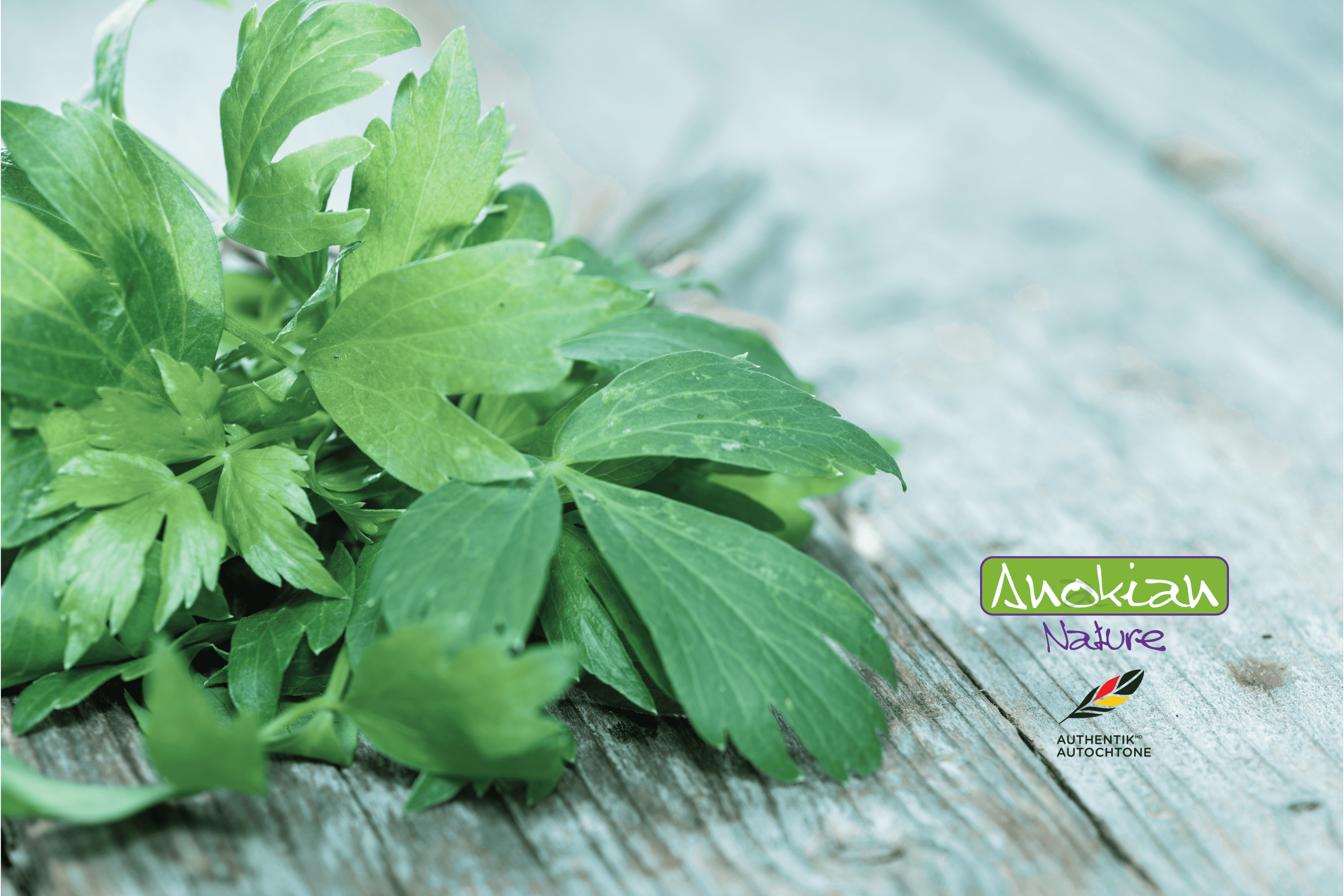Root | Lovage