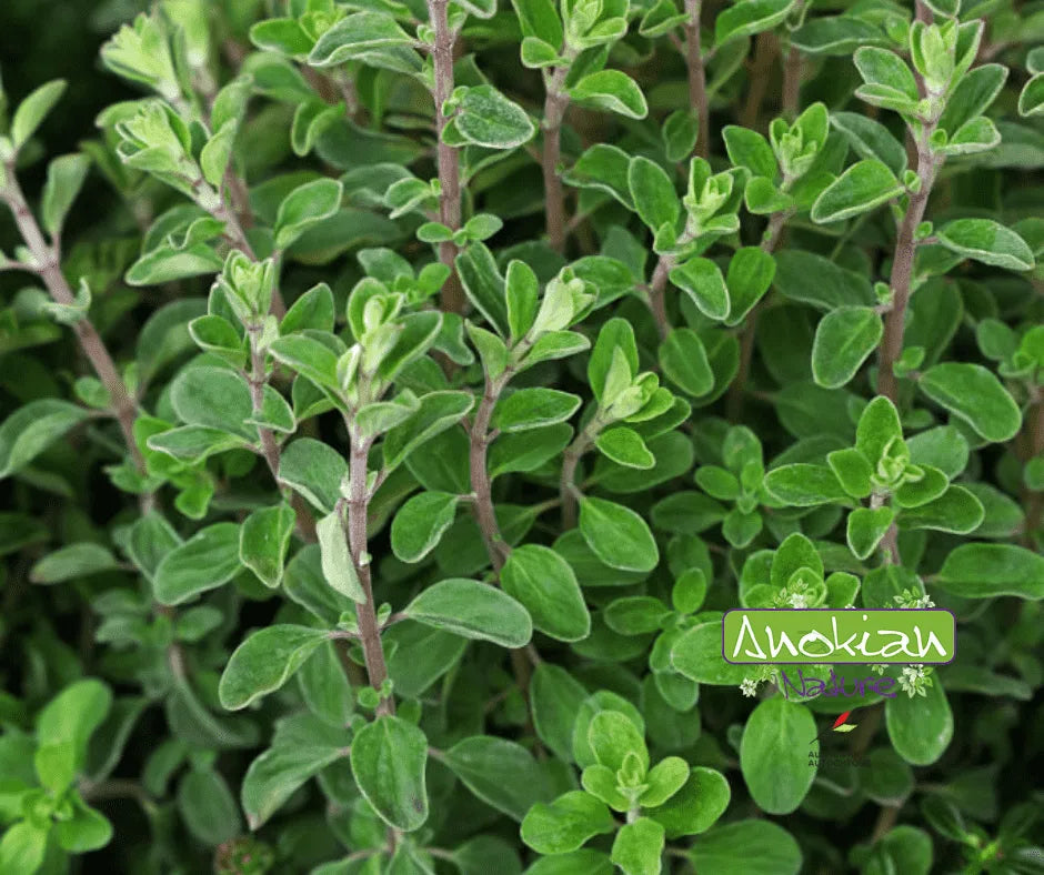 Seed | Garden Marjoram