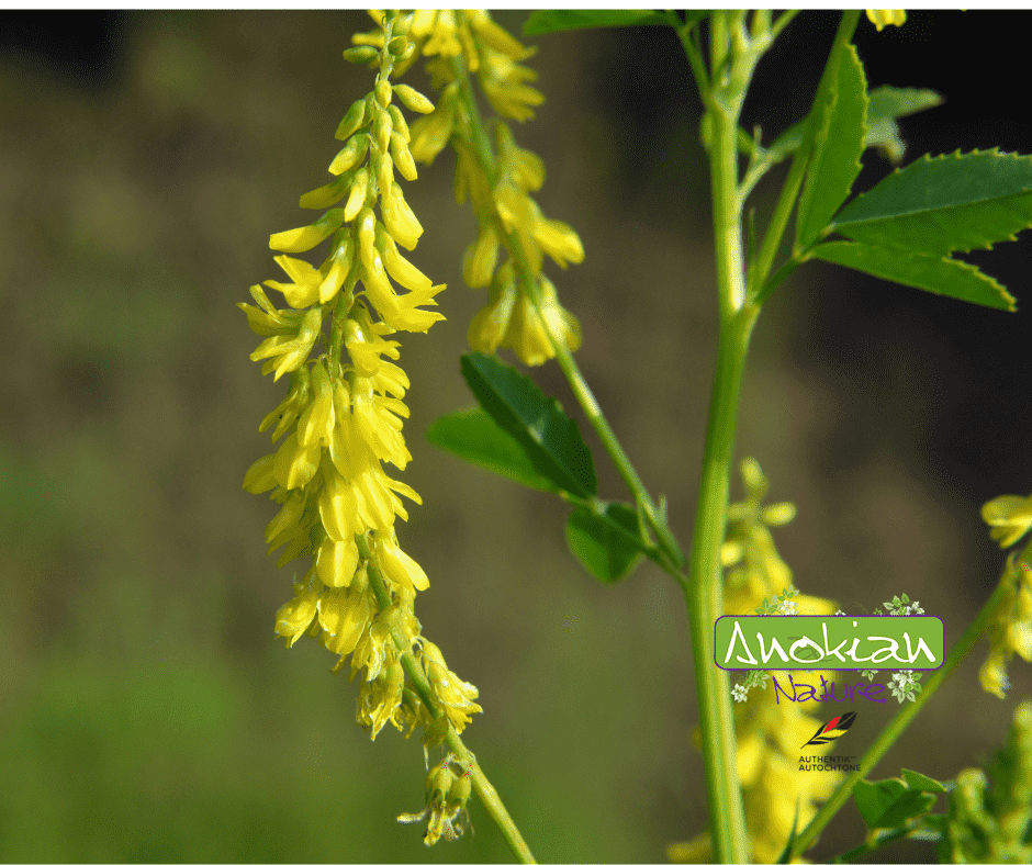 Seed | Sweet Clover