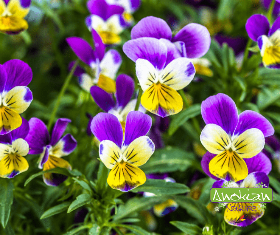Seed | Wild Pansy