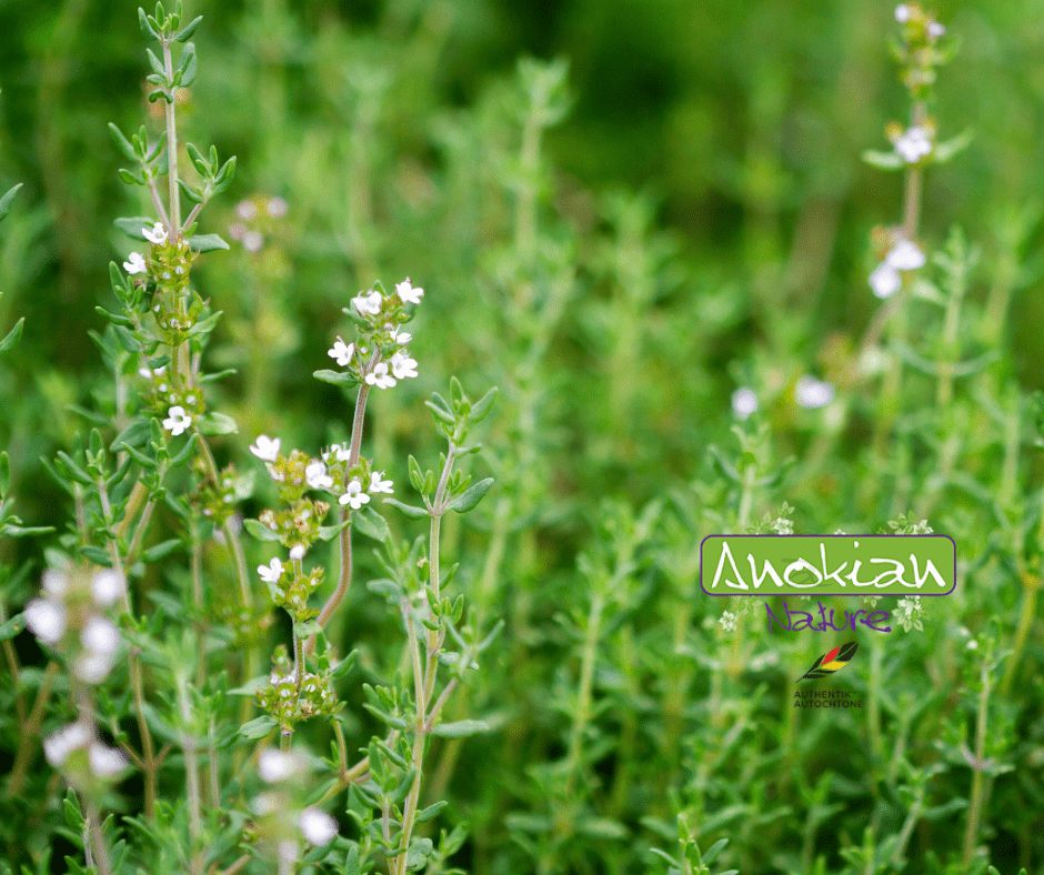 Seed | Common Thyme