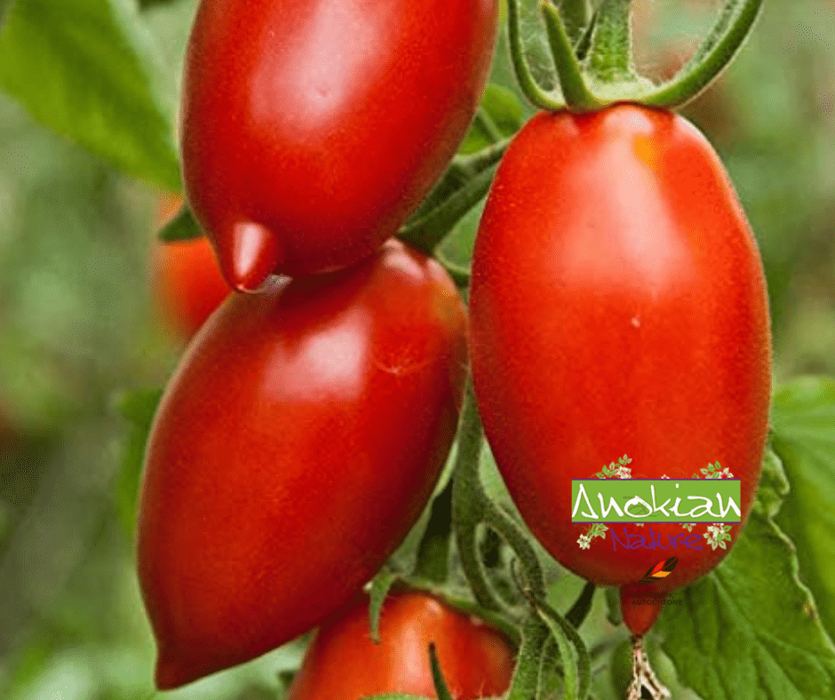 Semence | Tomate Amish