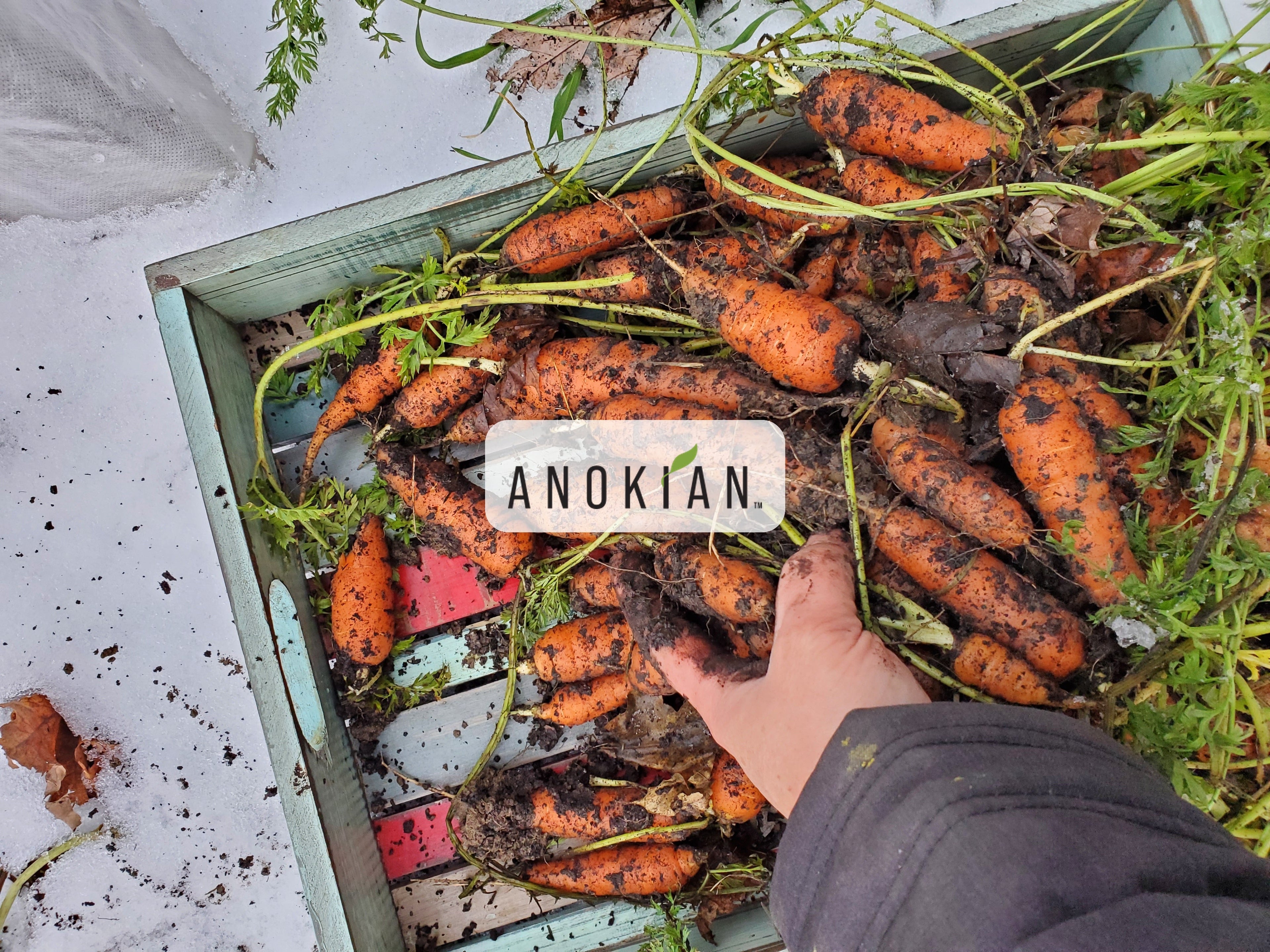 Récolte de carottes résistantes au froid dans la neige - Anokian Nature