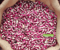 Seed | 1500 Year Old Hopi Ancestral Bean