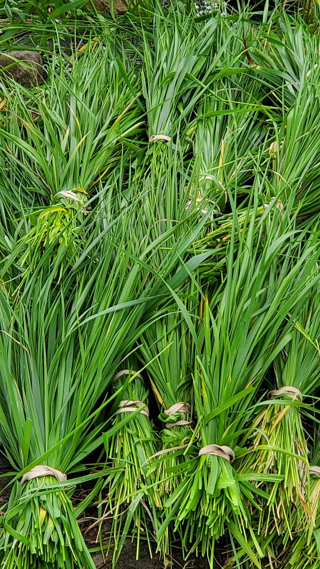 Bottes de plantes fraîchement récoltées pour l'extraction d'actifs végétaux