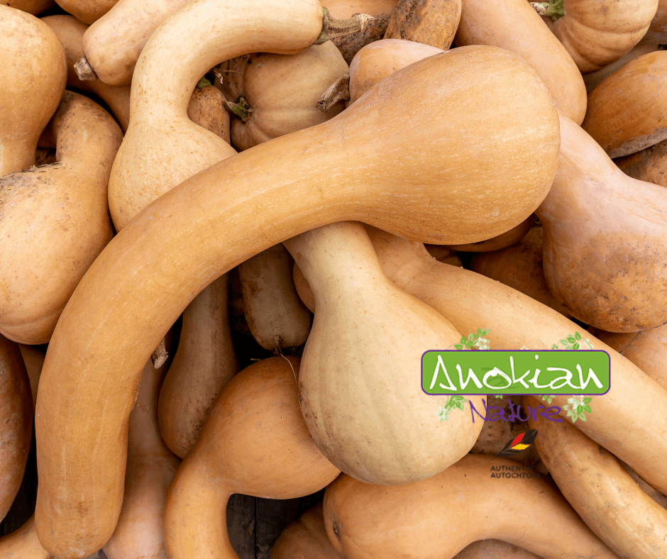 Semence | Courge Kanatha Iroquois Crookneck