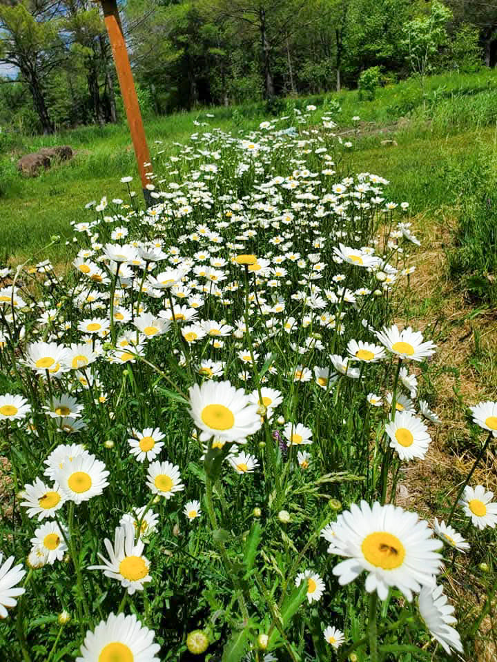 Champ de marguerites en fleurs cultivé sans pesticides au Québec, butiné par une abeille