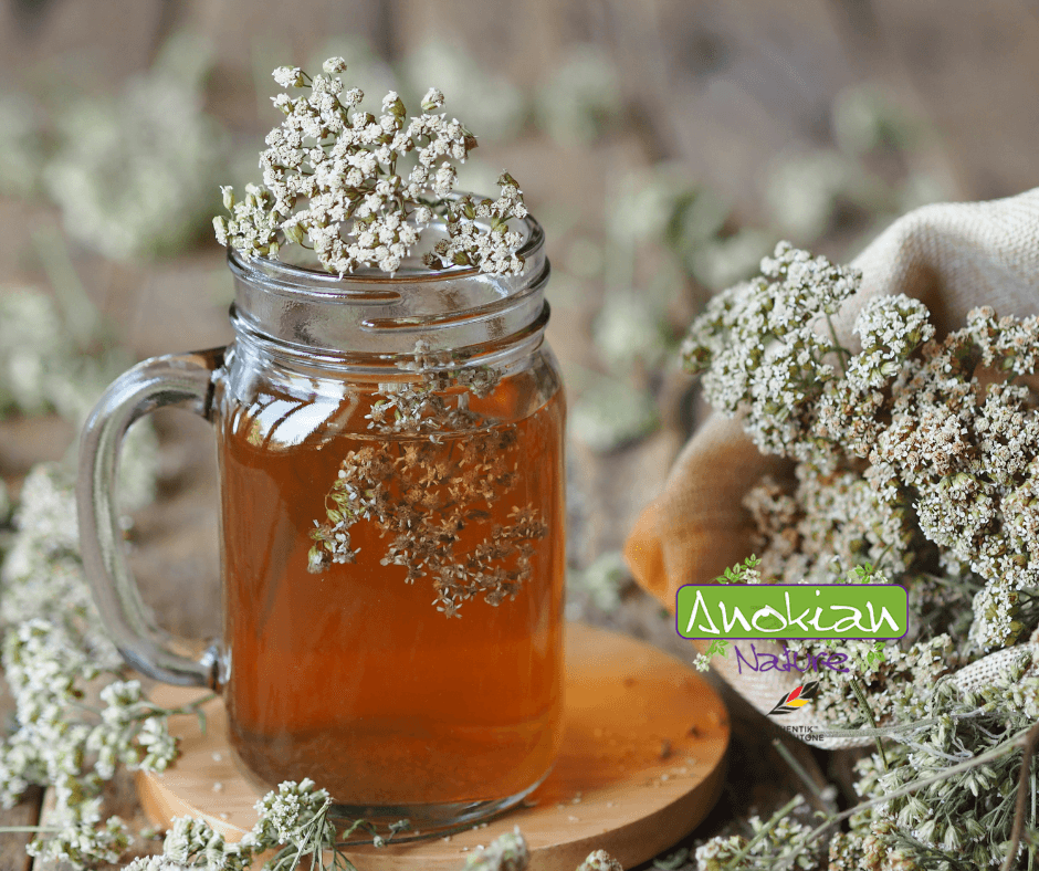 Seed | Yarrow