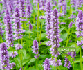 Seed | Agastache