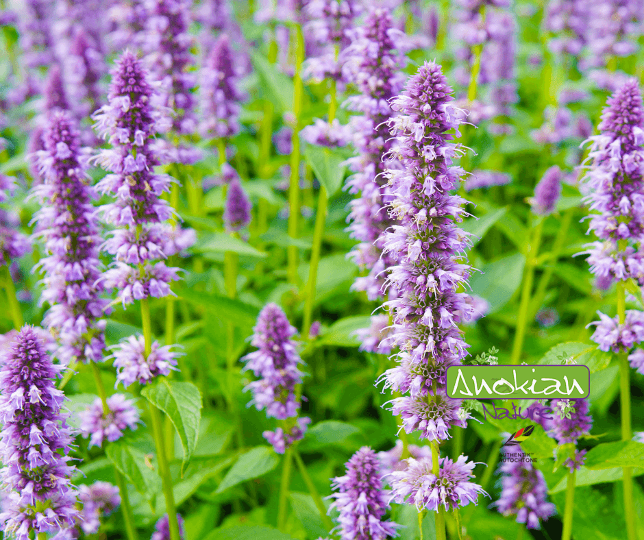 Semence | Agastache