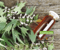 Semence | Agripaume Cardiaque