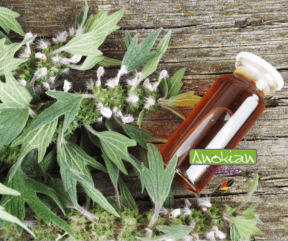 Seed | Motherwort Heartwort