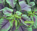 Seeds | Red Tricolor Amaranth