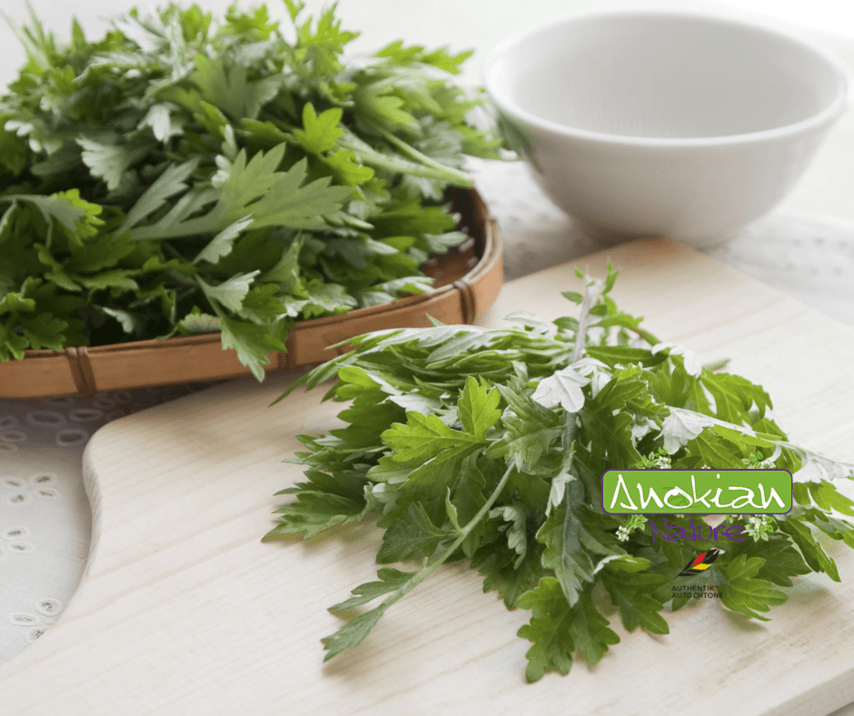 Seed | Common Mugwort