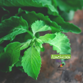 Semence |Basilic Sacré (Tulsi)