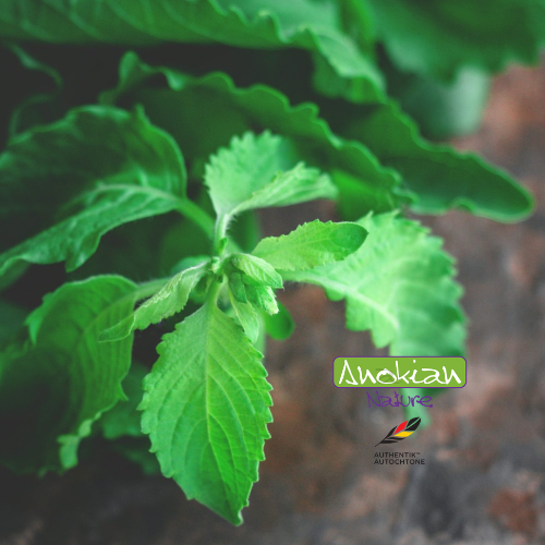 Semence |Basilic Sacré (Tulsi)