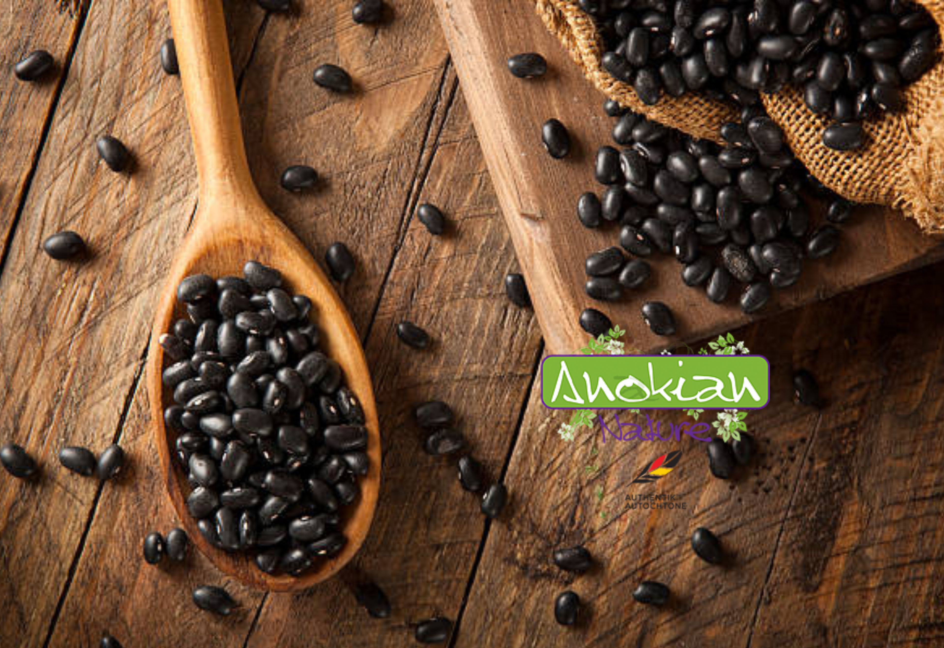 Semence |Haricot Noir Black Turtle