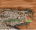 Seed | Rattlesnake Climbing Green Bean