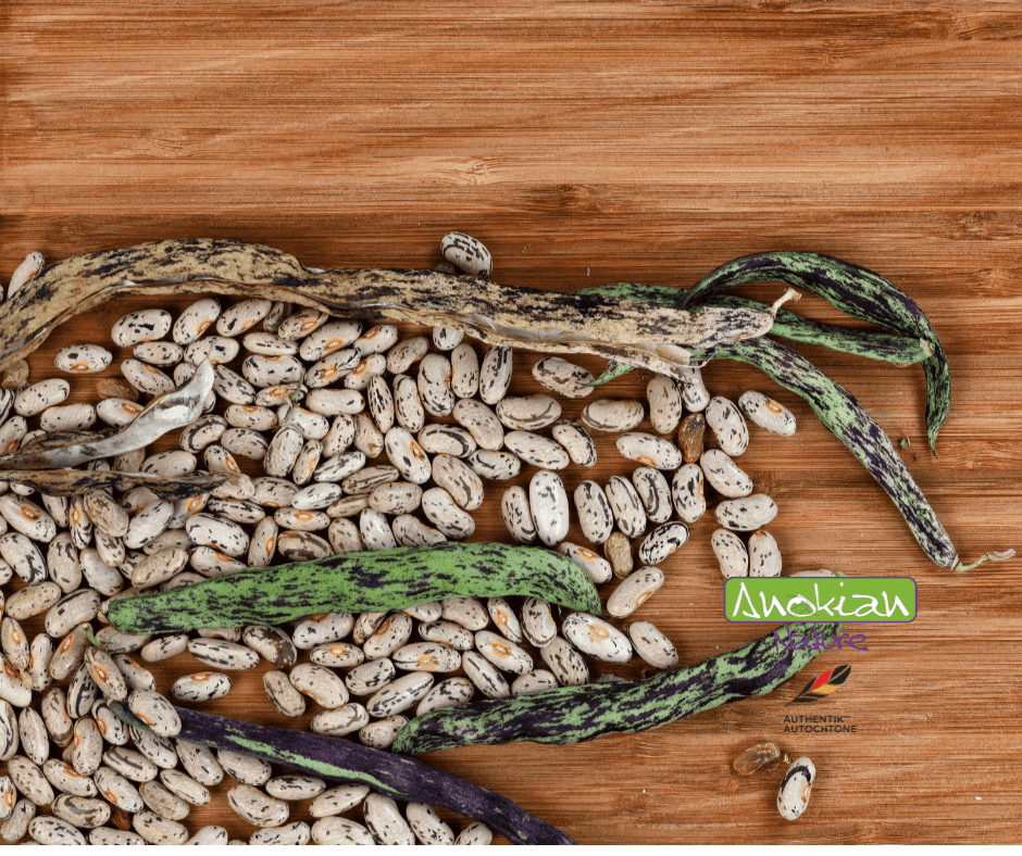 Semence | Haricot Vert Grimpant Rattlesnake