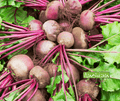 Seed | Beet Early Wonder
