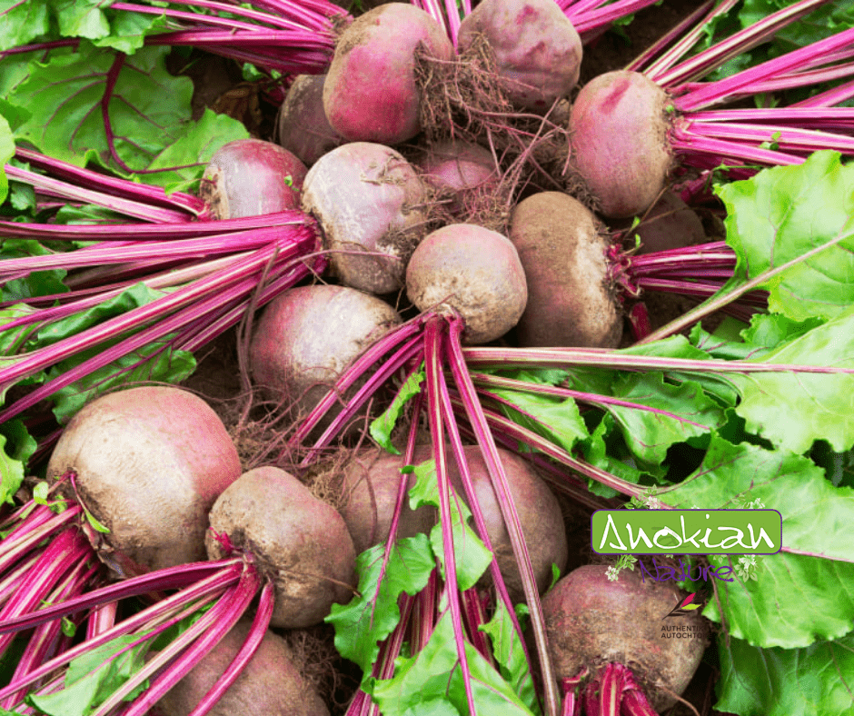 Seed | Beet Early Wonder