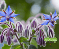 Seed | Borage Officinalis