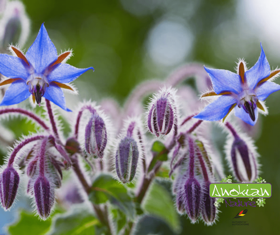 Semence | Bourrache Officinale