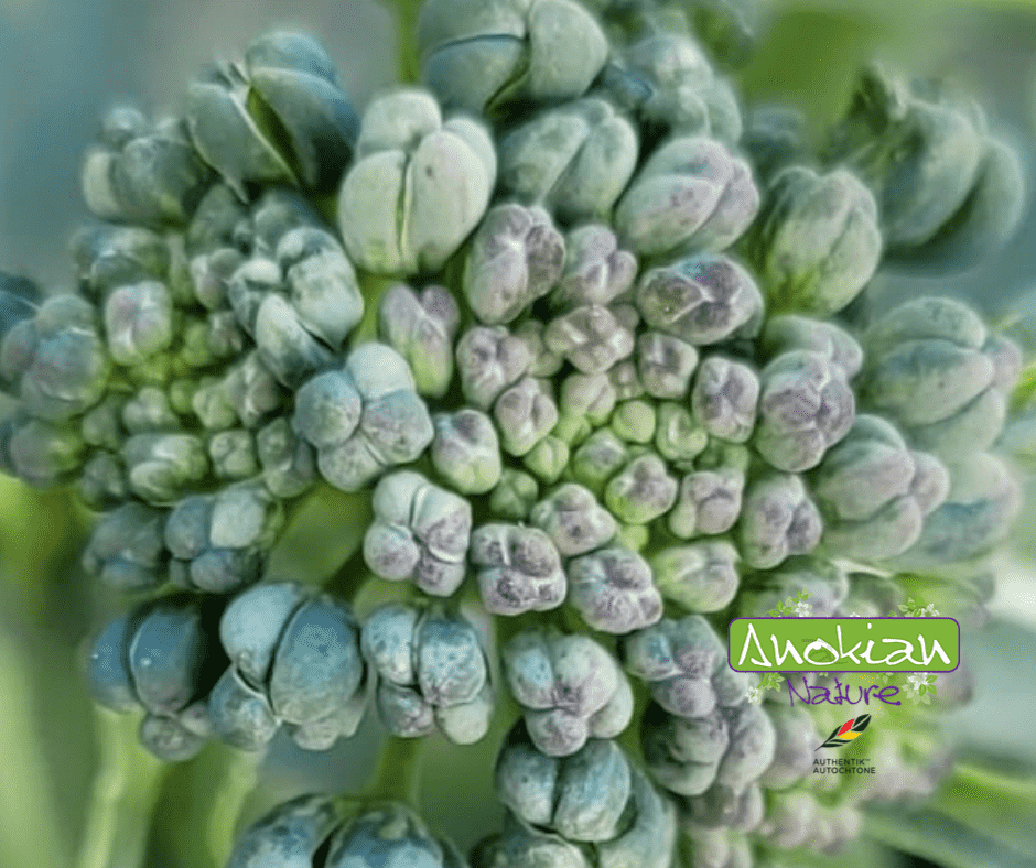 Seed | Cicco's Broccoli