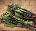 Seed | Wild Red Chinese Broccoli