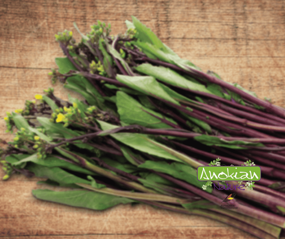 Semence | Brocoli Chinois Sauvage Rouge