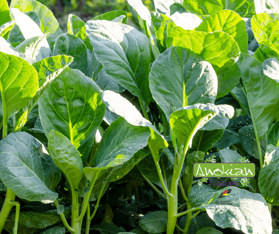 Seed | Broccoli Yu Choi Sum