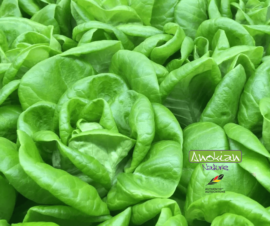 Seed | Buttery Crisp Lettuce