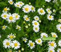Seed | Roman Chamomile
