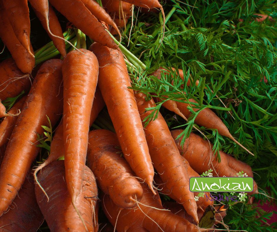 Seed | Danvers Carrot