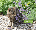 Seed | Catnip