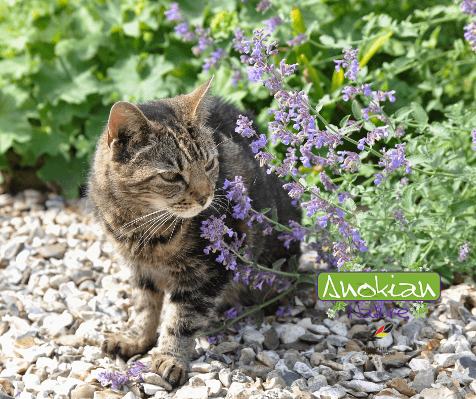 Seed | Catnip