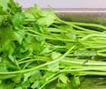 Seed | Asian Celery