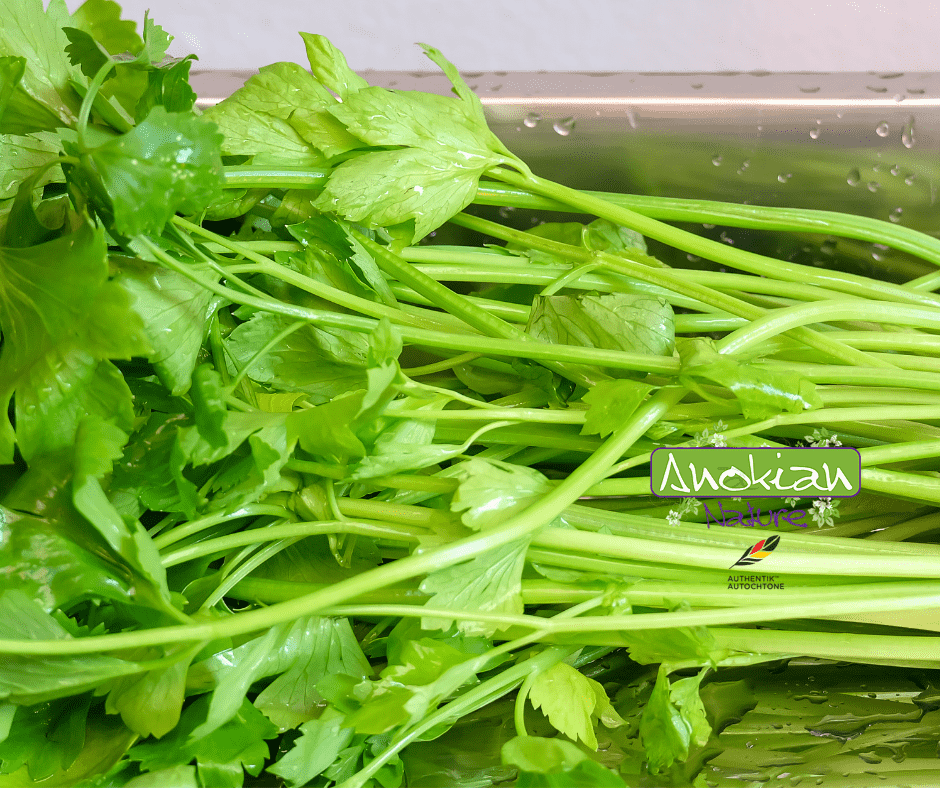Seed | Asian Celery