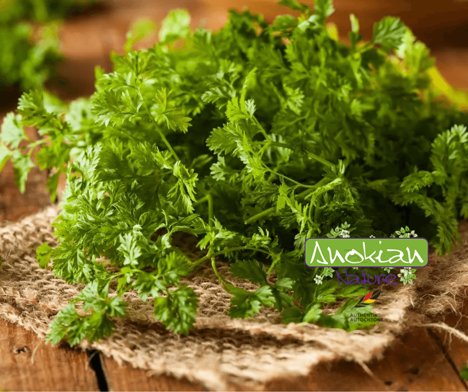 Seed | Common Chervil
