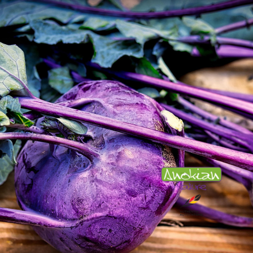 Chou-rave Violet hâtif de Vienne, semence patrimoniale Anokian Nature