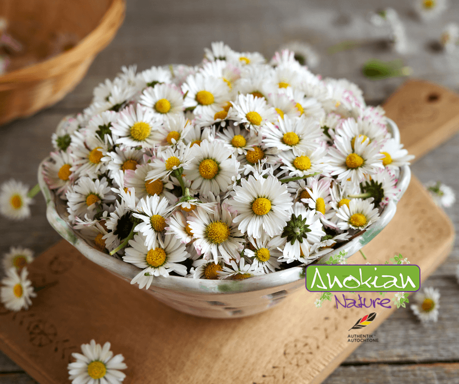 Seeds | Large-flowered Meadow Chrysanthemum