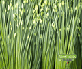 Seed | Oriental Chives