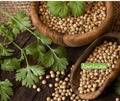 Seed | Coriander Santo